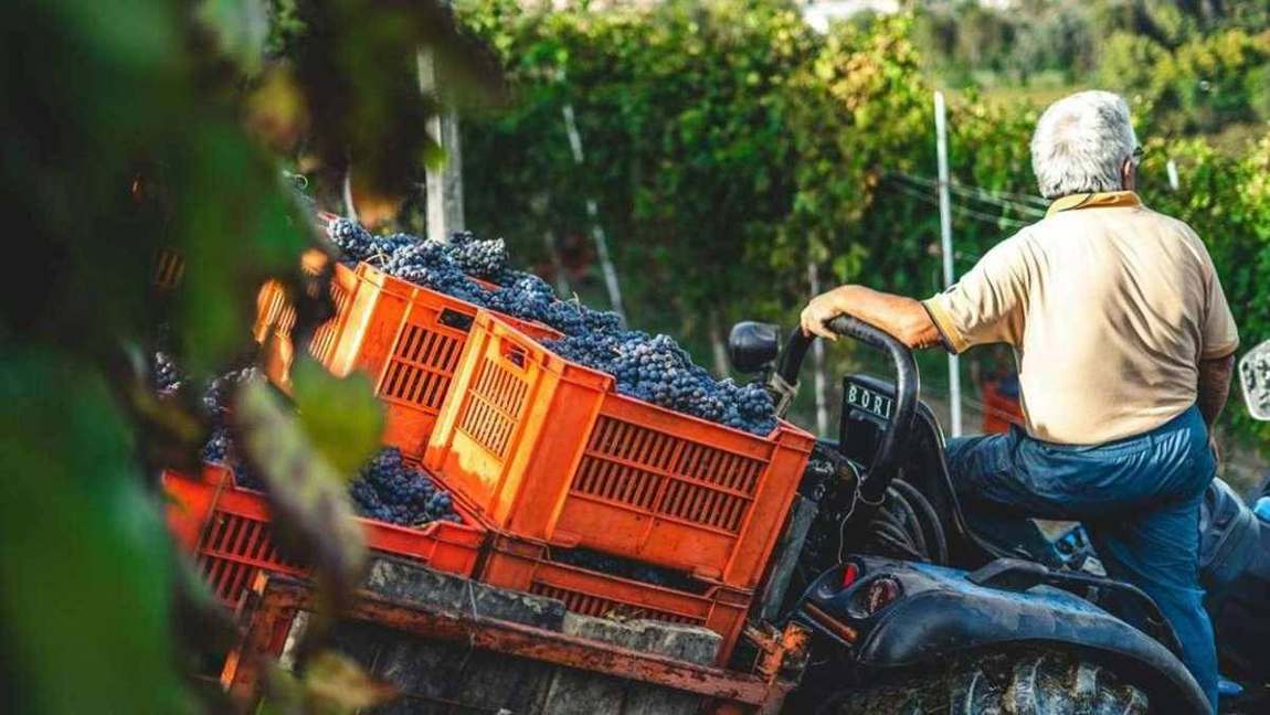 Winegrower transporting freshly harvested grapes
