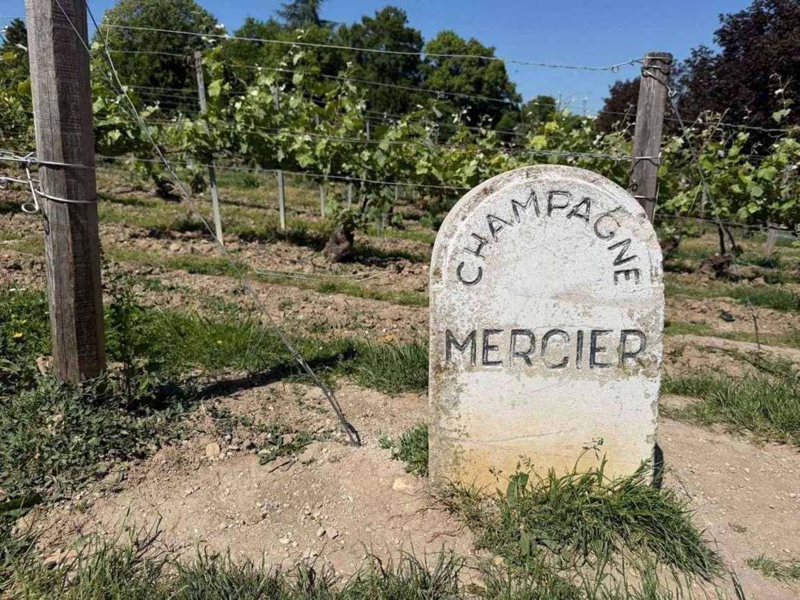 Champagne vineyard boundary stone among the vines