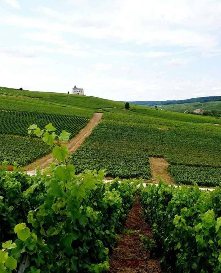 Green rolling vineyards of Champagne