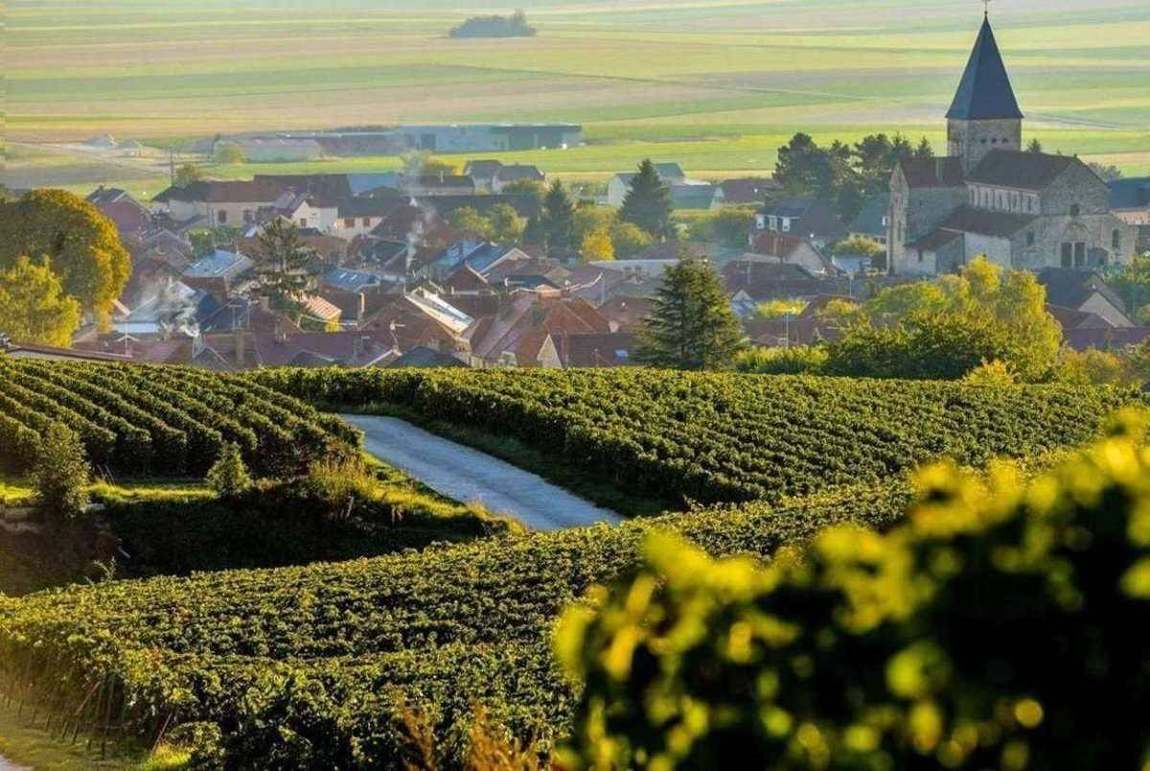 Champagne vineyards