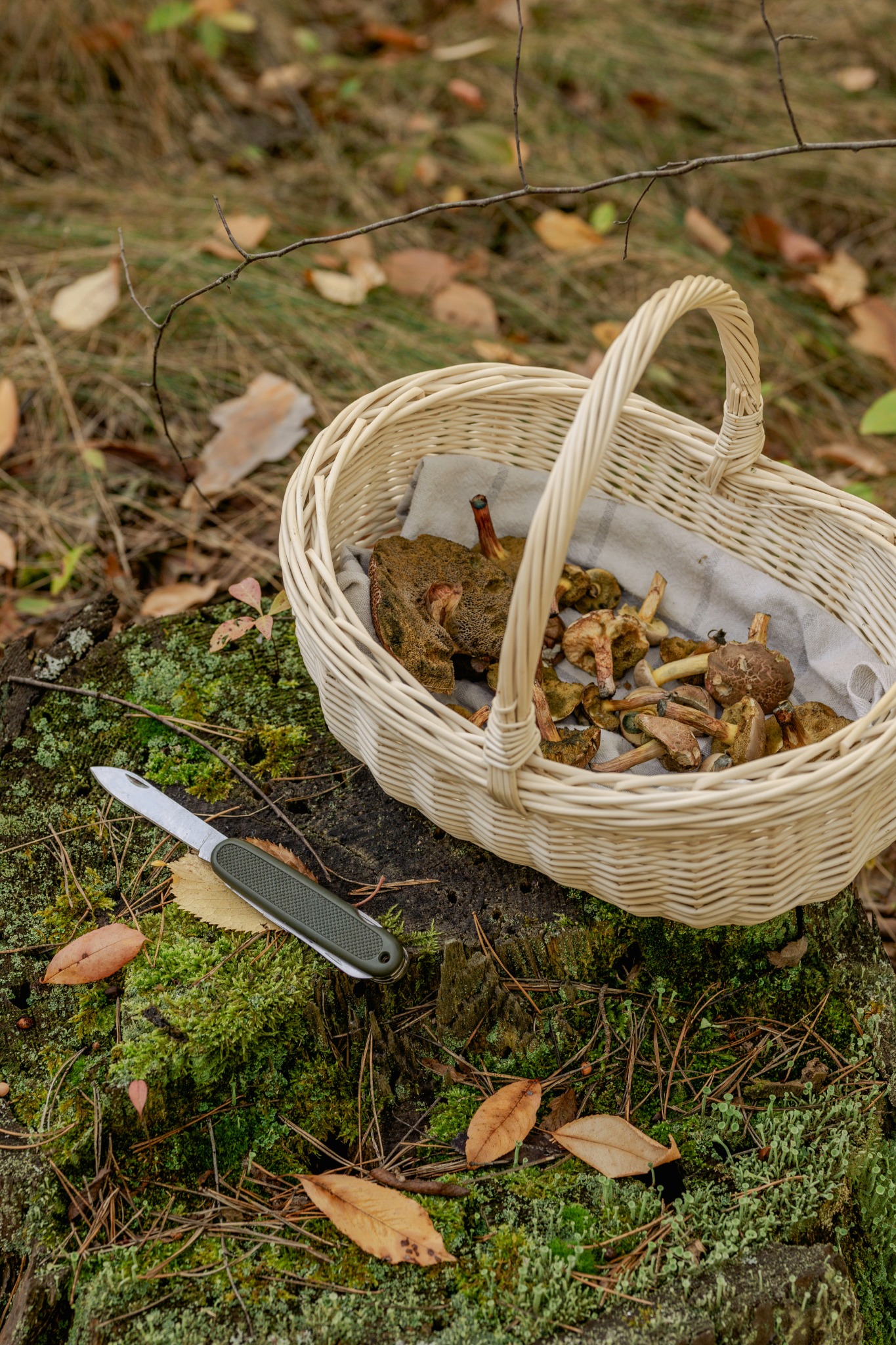 Foraged mushrooms in a wicker basket in the Sologne woodland