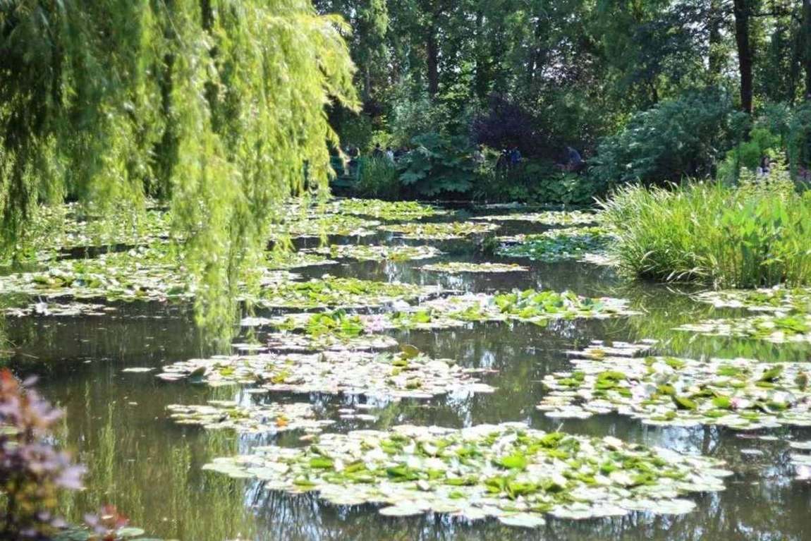 Water lilies on the pond in Monet’s water garden