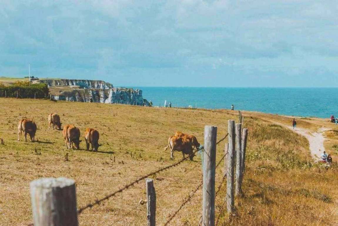 Cattle grazing along the Normandy coast near chalk cliffs and the sea